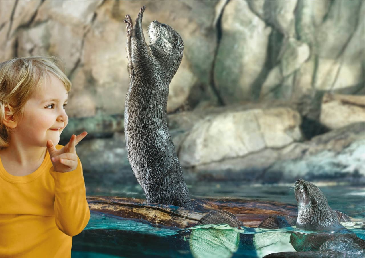 Aquarium of Cattolica Ticket - image 5